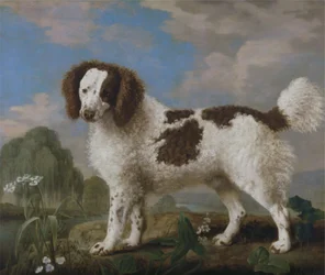 Norfolk ou Water Spaniel castanho e branco