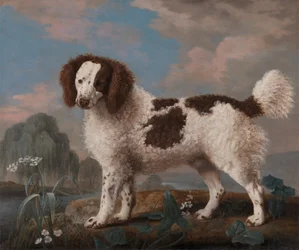Brown and White Norfolk ou Water Spaniel, 1778.