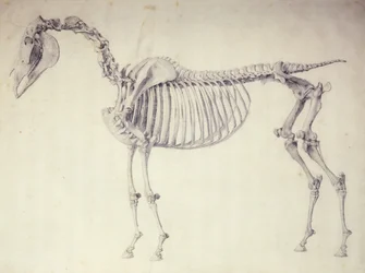 Quinta Tabela Anatômica, da "Anatomia do Cavalo"