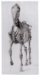 Vista frontal do esqueleto de um cavalo, estudo n.º 10 de A anatomia do cavalo, 1766
