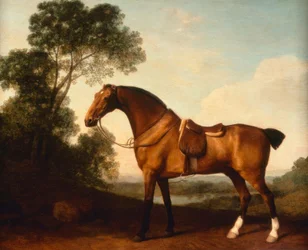 G. Stubbs, um caçador de baía selado