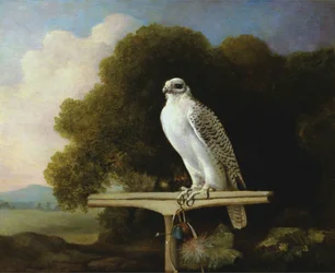 Falcão da Gronelândia