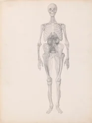 Figura Humana, Vista Anterior (Estudo Terminado da Etapa Final de Dissecação)