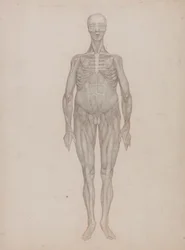 Figura Humana, Vista Anterior (Destinada a uma Placa Que Nunca Foi Publicada)