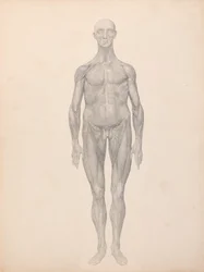 Figura Humana, Vista Anterior, Pele e Camadas Fásicas Subjacentes Removidas (Estudo Acabado para o Quadro XI)