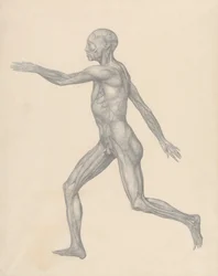Figura Humana, Vista Lateral, após a Remoção da Pele e das Camadas Fasciais Subjacentes (Estudo Acabado para o Quadro XIII)