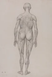 Figura Humana, Vista Posterior (Quase Idêntica ao Desenho Acabado para a Tabela XII)