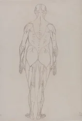 Figura Humana, Vista Posterior (Desenho de Esquema para Figura Chave da Tabela XII)