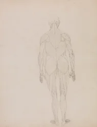 Figura Humana, Vista Posterior (Esboço de desenho para figura chave do Quadro XII)