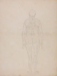 Figura Humana, Vista Posterior