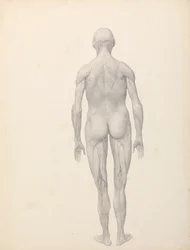 Figura Humana, Vista Posterior, Parcialmente Dissecada (Estudo Acabado para a Tabela XII)