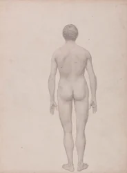Figura Humana, Vista Posterior, Não Dissecada (Estudo Acabado para o Quadro VII)