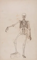 Esqueleto Humano, Vista Anterior