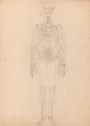 Esqueleto Humano, Vista Anterior