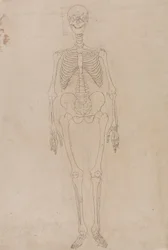 Esqueleto Humano, Vista Anterior