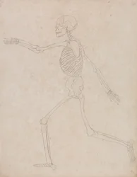 Esqueleto Humano, Vista Lateral (Pode ter sido inicialmente preparado para ser utilizado como figura chave do Quadro III, mas posteriormente abandonado)
