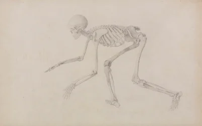 Esqueleto Humano, Vista Lateral (em Postura Rastejante; estudo final para uma mesa não publicada)