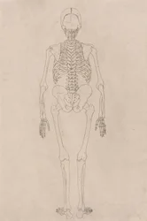 Esqueleto Humano, Vista Posterior (Relacionado com a Tabela II)
