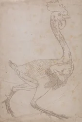 Estudo de uma ave, visão lateral, de uma exposição anatômica comparativa da estrutura do corpo humano com a de um tigre e uma ave comum, 1795-1806 (grafite e giz vermelho sobre papel)