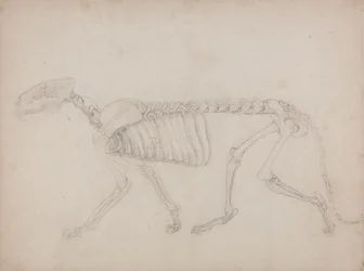 Estudo de um Tigre, Vista Lateral, de Uma Exposição Anatômica Comparativa da Estrutura do Corpo Humano com a de um Tigre e uma Galinha Comum, 1795-1806 (grafite em papel grosso)