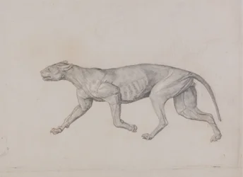 Estudo de um Tigre, Vista Lateral, de Uma Exposição Anatômica Comparativa da Estrutura do Corpo Humano com a de um Tigre e uma Galinha Comum, 1795-1806 (grafite com giz vermelho em tufo fino de pape