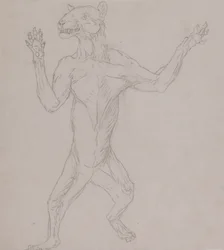 Estudo de um tigre, em pé na postura humana, de uma exposição anatômica comparativa da estrutura do corpo humano com a de um tigre e uma ave comum, 1795-1806 (grafite em papel fino)