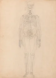 Estudo da figura humana, visão anterior, diagrama de Key to Table I, de uma exposição anatômica comparativa da estrutura do corpo humano com a de um tigre e uma ave comum, c.1795-1806 (g