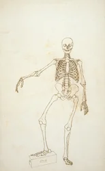 Estudo da figura humana, vista anterior, de &39;uma exposição anatômica comparativa da estrutura do corpo humano com a de um tigre e uma ave comum&39;