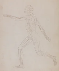 Estudo da figura humana, vista lateral, a partir de uma exposição anatômica comparativa da estrutura do corpo humano com a de um tigre e uma ave comum, c.1795-1806 (grafite sobre papel)