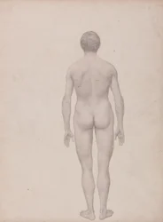 Estudo da Figura Humana, Vista Posterior, Undissected, Terminou o Estudo para a Tabela VII, a partir de uma exposição anatômica comparativa da estrutura do corpo humano com a de um tigre e uma ave comum