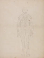 Estudo da Figura Humana, Vista Posterior, de uma Exposição Anatômica Comparativa da Estrutura do Corpo Humano com a de um Tigre e uma Galinha Comum, c.1795-1806 (grafite em cartolina)