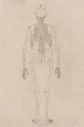 Estudo da figura humana, visão posterior, de uma exposição anatômica comparativa da estrutura do corpo humano com a de um tigre e uma ave comum, c.1795-1806 (tinta em cartolina)