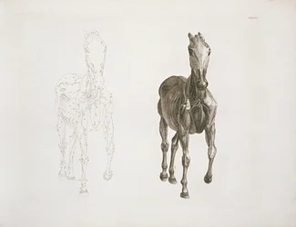Aba. VIII, de &39;A Anatomia do Cavalo ...&39; 1766