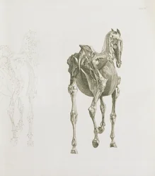 Aba. XV, de "A anatomia do cavalo ...", 1766