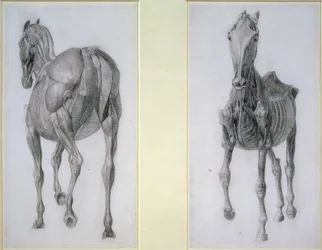 O Estudo dos Músculos: Vistas Frontais e Traseiras, da 13ª Tabela Anatômica, da Anatomia do Cavalo, 1766