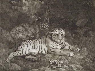 Dois Tygers, gravados pelo artista, pub. 1788 (gravura)