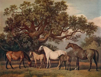 Éguas de ninhada e potros, final do século XVIII, 1922