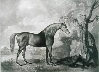 Brown Horse Mask, depois de George Stubbs, 1773 (mezzotint)