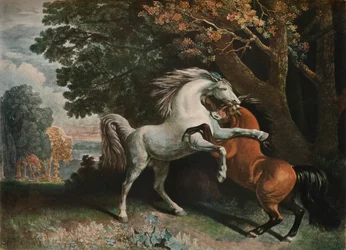 Cavalos lutando, século c18th, 1902