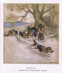 Beagles (litografia a cores)