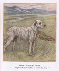 Irish Wolfhounds (litografia a cores)