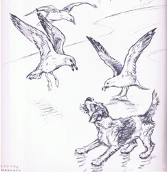 Rosie afasta as gaivotas, de Mudlarks publicado por Collins