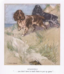 Spaniels (litografia a cores)
