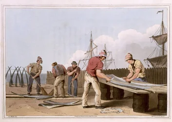Raspadores de barbatana de baleia, gravados por Robert Havell, o Velho, publicado em 1814 por Robinson and Son, Leeds