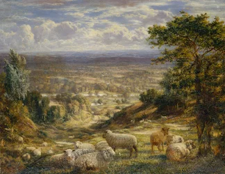 Uma paisagem de verão com ovelhas