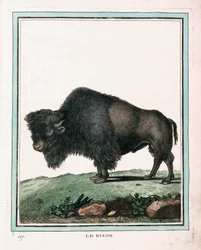 Antique Print of American Buffalo