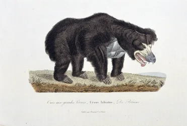 Placa de História Natural: Placa Zoológica representando o Urso com Grandes Lábios, Ursus labiatus, De Blaini - em "Completes of Buffon" do naturalista Georges Louis Leclerc, Conde de Buffon (1707 - 1788). Gravura a partir de 1837.