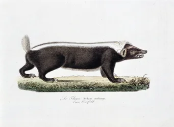 Placa de História Natural: Quadro zoológico representando Le Telagon, Mydaus meliceps d