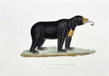 Placa de História Natural: Placa Zoológica representando o Urso Malaio, Ursus malayanus, Faffles - em "Obras de Buffon" do naturalista Georges Louis Leclerc, Conde de Buffon (1707 - 1788). Gravura a partir de 1837.