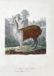 Placa de História Natural: Placa Zoológica representando L